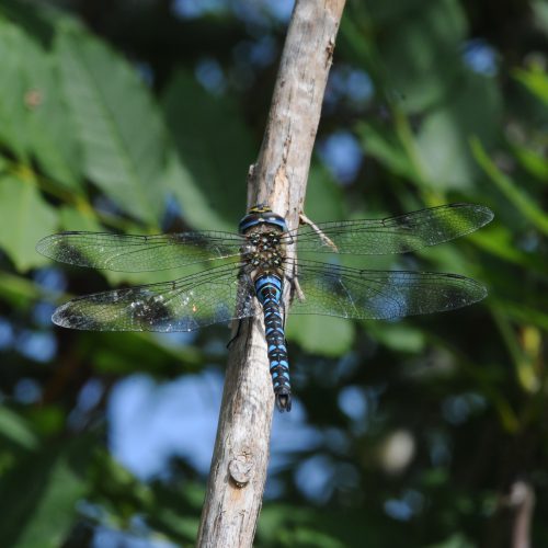 Aeshna mixta Paardenbijter