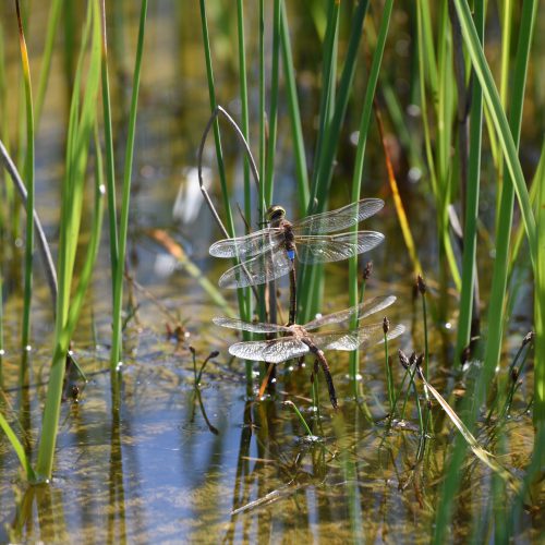 Anax ephippiger Zadellibel