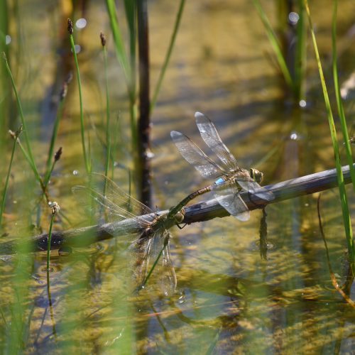 Anax ephippiger Zadellibel