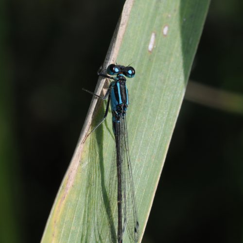 Ischnura elegans Lantaarntje