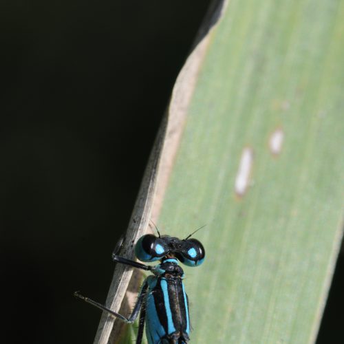 Ischnura elegans Lantaarntje