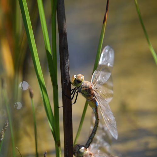 Anax ephippiger Zadellibel