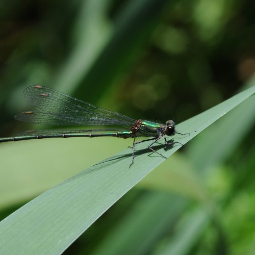 Chalcolestes viridis Houtpantserjuffer