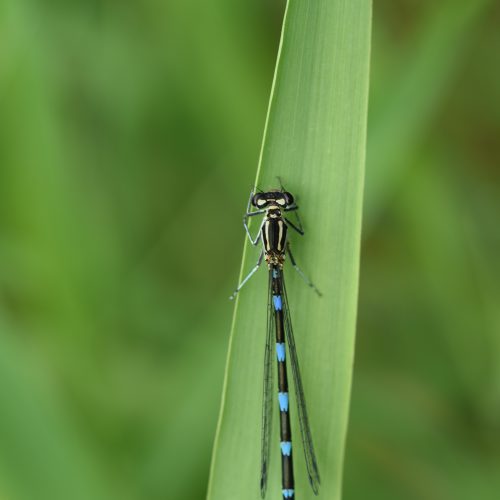 Coenagrion pulchellum Variabele waterjuffer