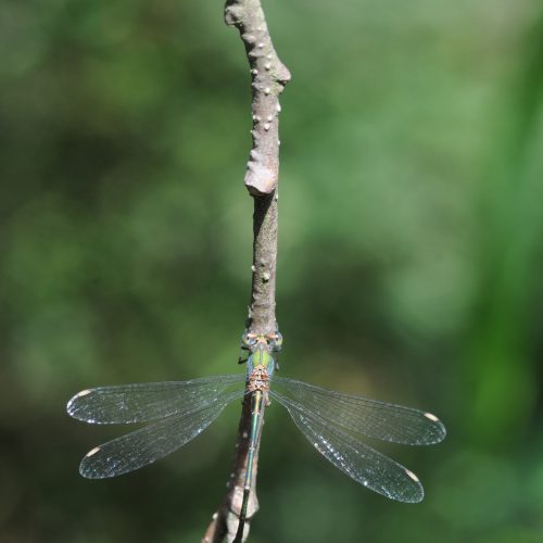 Chalcolestes viridis Houtpantserjuffer