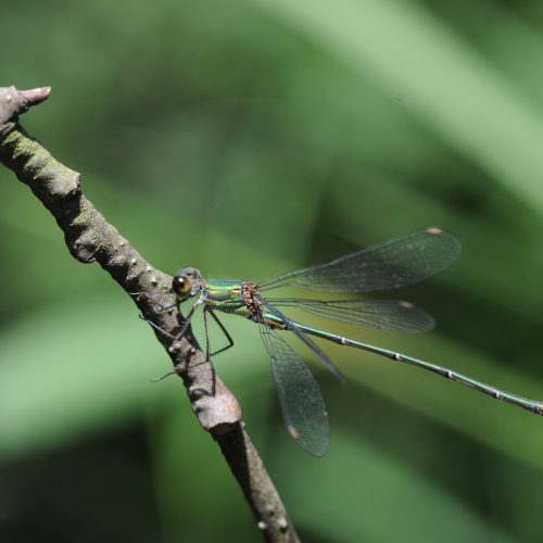 Chalcolestes viridis Houtpantserjuffer