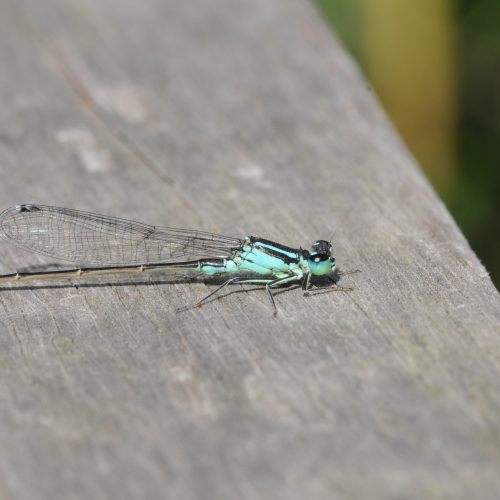 Ischnura elegans Lantaarntje