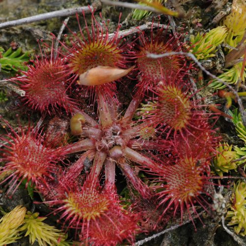 Drosera rotundifolia Ronde Zonnedauw