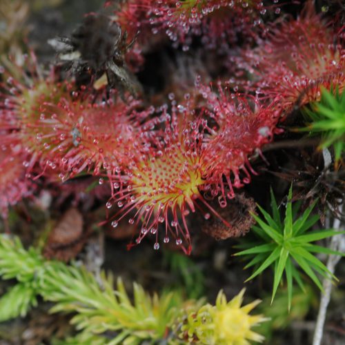 Drosera rotundifolia Ronde Zonnedauw