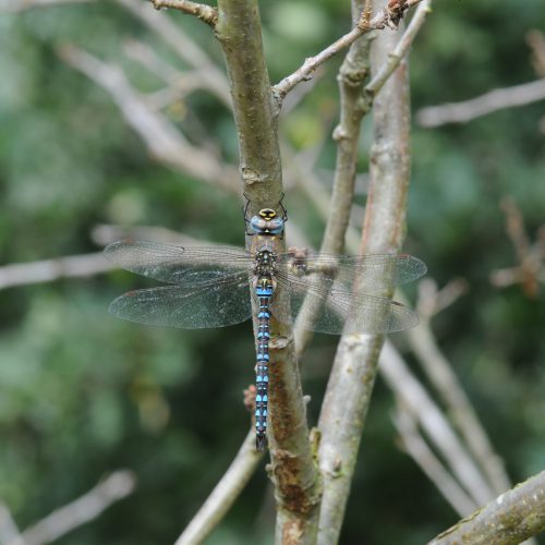 Aeshna mixta Paardenbijter