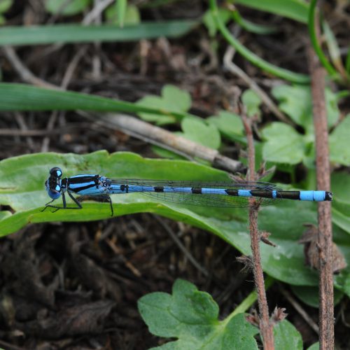 Enallagma cyathigerum Watersnuffel