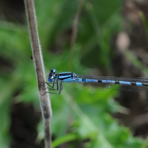 Enallagma cyathigerum Watersnuffel