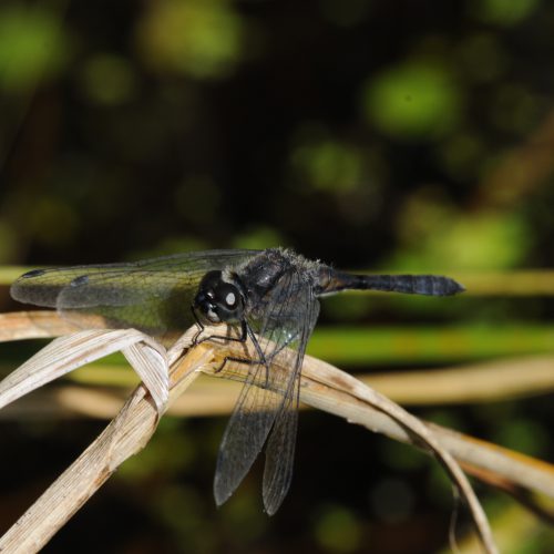 Sympetrum danae Zwarte heidelibel