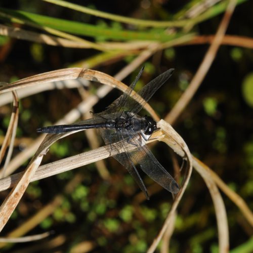 Sympetrum danae Zwarte Heidelibel