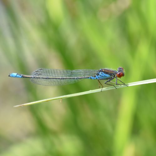 Erythromma viridulum Kleine Roodoogjuffer