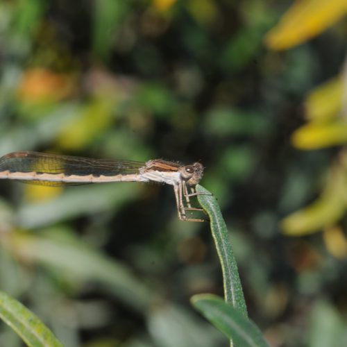 Sympecma fusca Bruine Winterjuffer