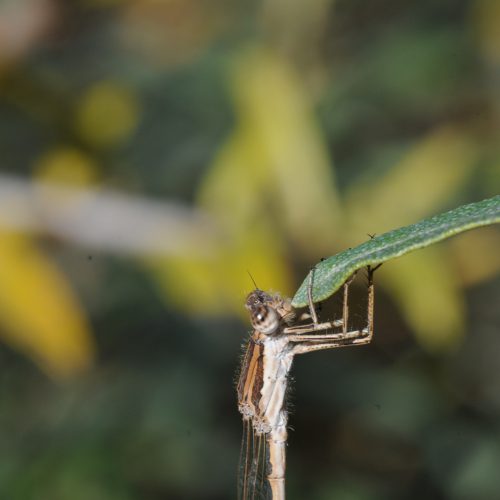 Sympecma fusca Bruine Winterjuffer