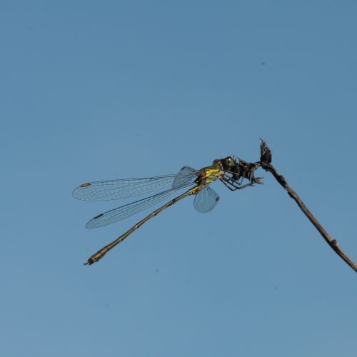 Chalcolestes viridis Houtpantserjuffer