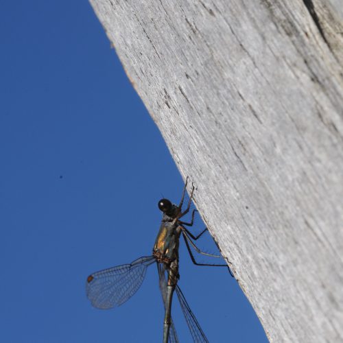 Chalcolestes viridis Houtpantserjuffer