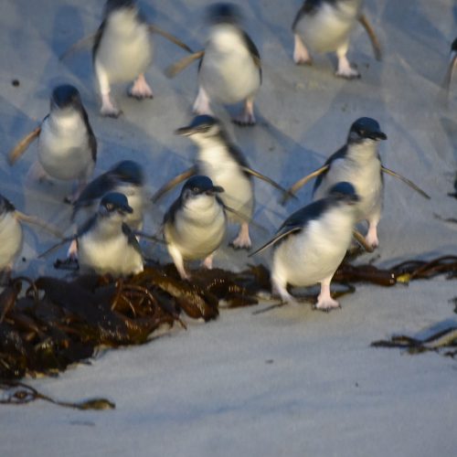 Little Blue Penguin