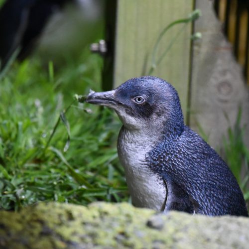 Little Blue Penguin