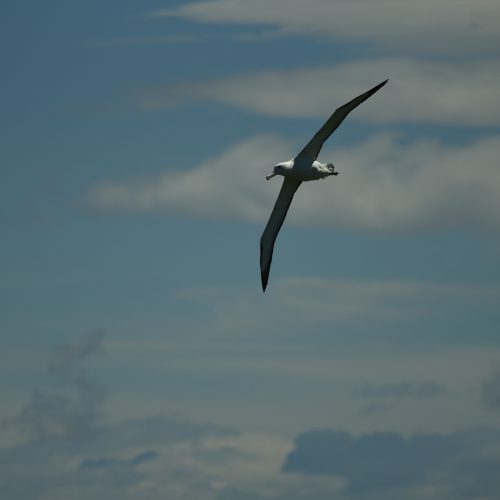 Northern Royal Albatross