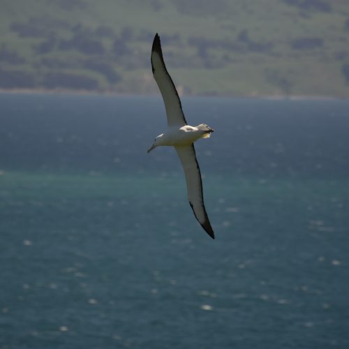 Northern Royal Albatross