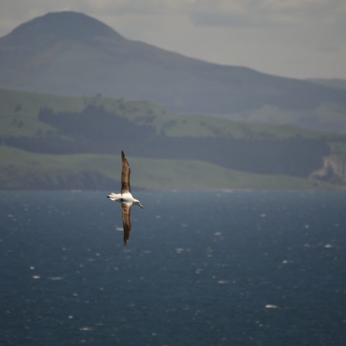 Northern Royal Albatross