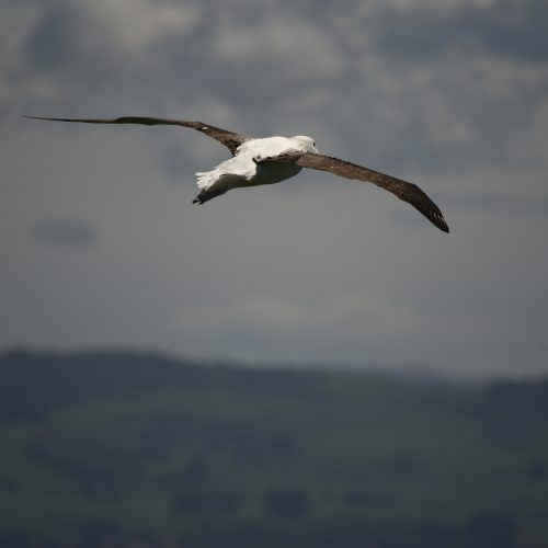 Northern Royal Albatross