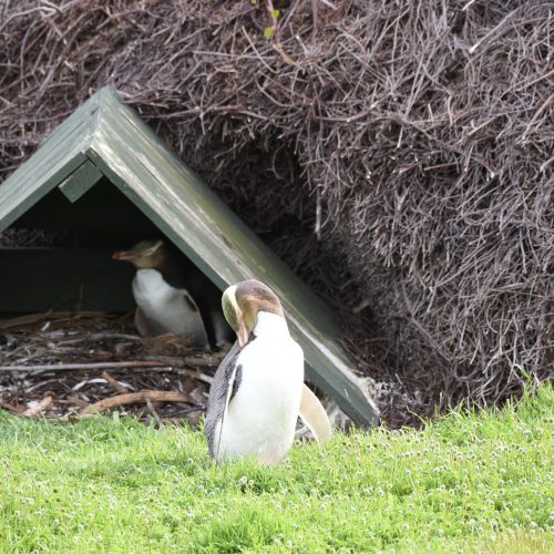 Yellow eyed Penguin