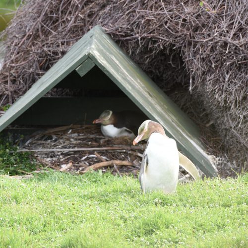 Yellow eyed Penguin