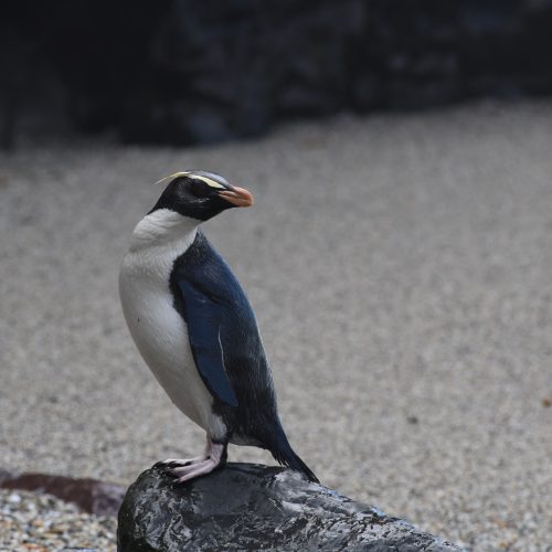 Fiordland crested Penguin