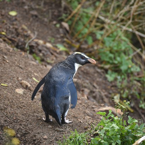 Fiordland crested Penguin