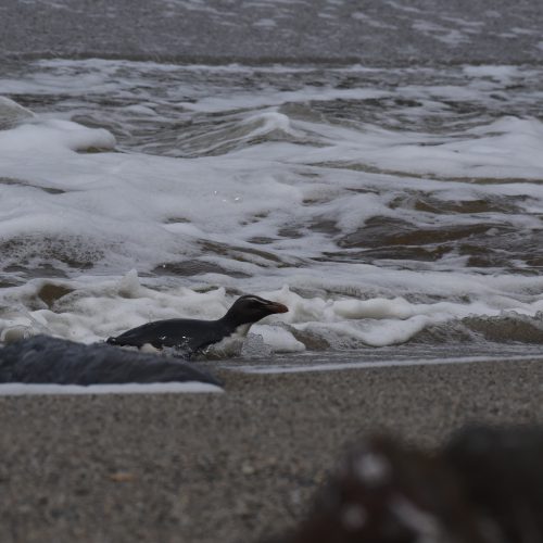 Fiordland crested Penguin