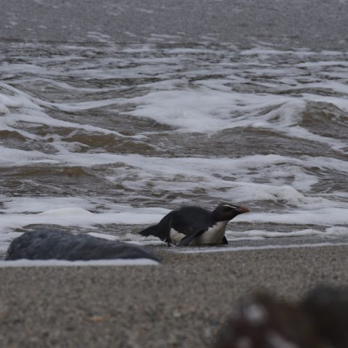 Fiordland crested Penguin