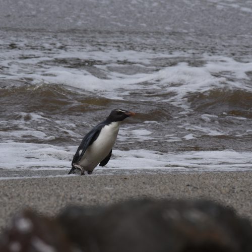 Fiordland crested Penguin