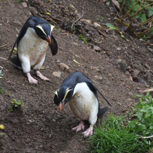 Fiordland crested Penguin