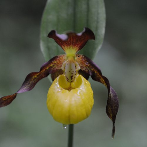 Cypripedium calceolus Yellow Lady's Slipper