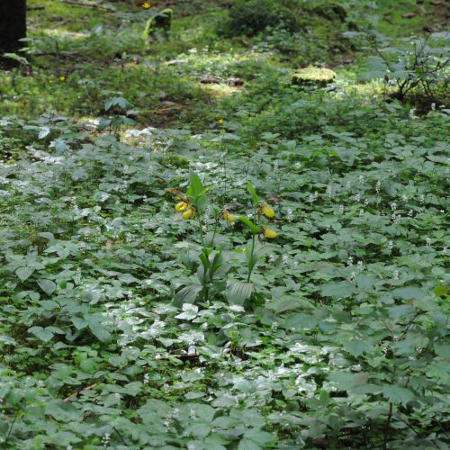 Cypripedium calceolus Yellow Lady's Slipper