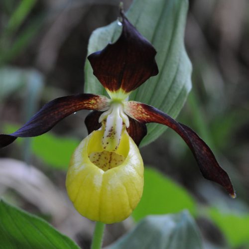 Cypripedium calceolus Yellow Lady's Slipper