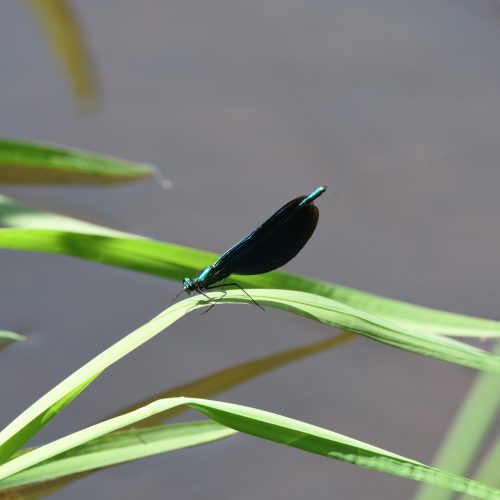 Calopteryx virgo Bosbeekjuffer