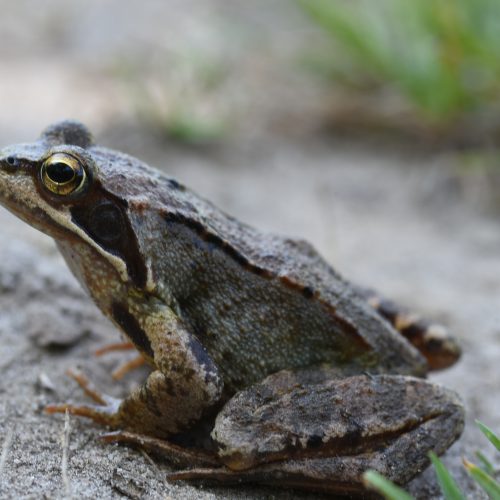 European frog Rana temporaria