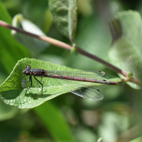 Pyrrhosoma nymphula Vuurjuffer