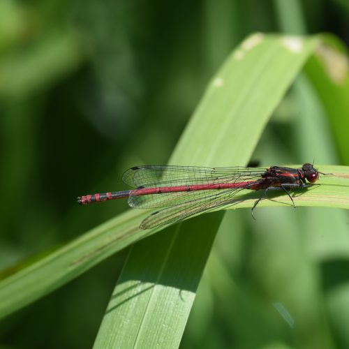 Pyrrhosoma nymphula Vuurjuffer