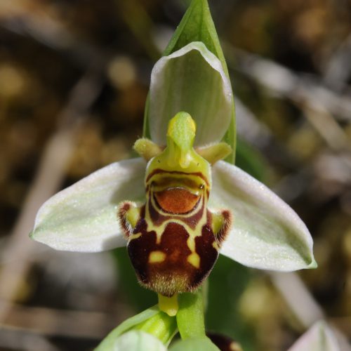 Ophrys apifera