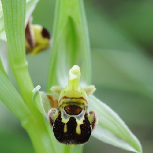 Ophrys apifera