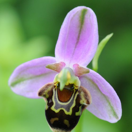 Ophrys x albertinia (apifera x fuciflora)