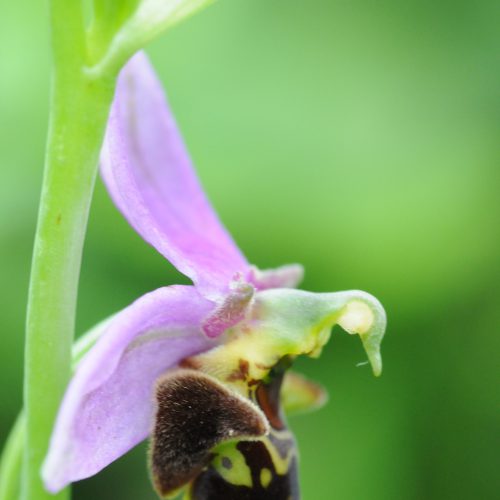 Ophrys x albertinia (apifera x fuciflora)