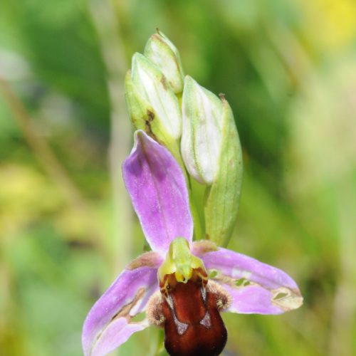 Ophrys apifera forma fulvo fusca