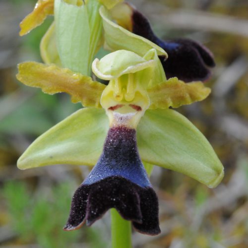 Ophrys atlantica